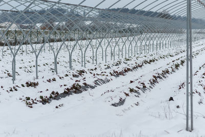 Snow covered field seen through fence