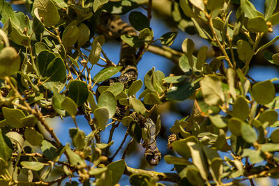 Low angle view of tree