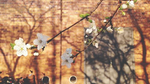 Close-up of flower on tree