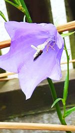 Close-up of flowers