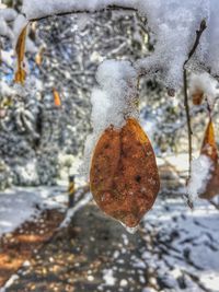 Close-up of frozen tree during winter