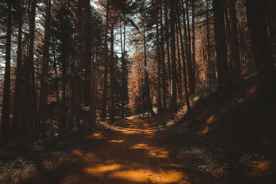 Trees in forest