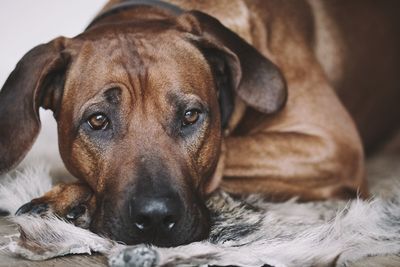 Close-up of a dog