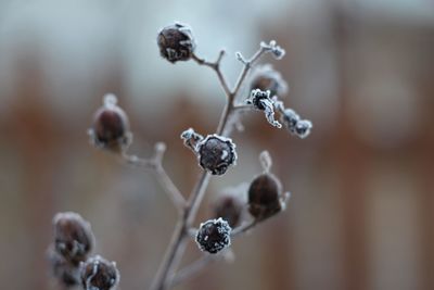 Close-up of snow on plant