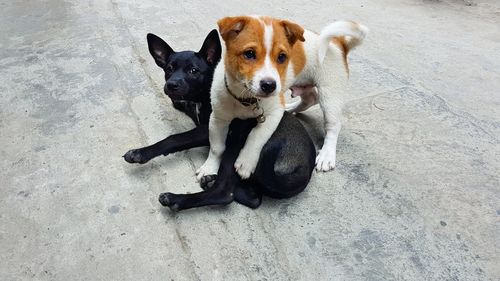 High angle portrait of dog lying on floor