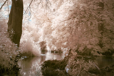 River amidst trees in forest