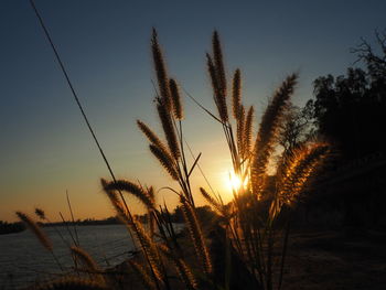 Close-up of silhouette plants on field against sunset sky