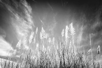 Low angle view of plants against cloudy sky