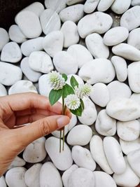 Close-up of hand holding white flowering plant