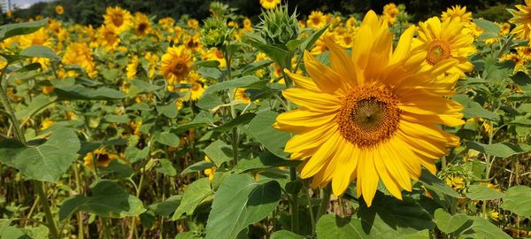 Close-up of yellow flower