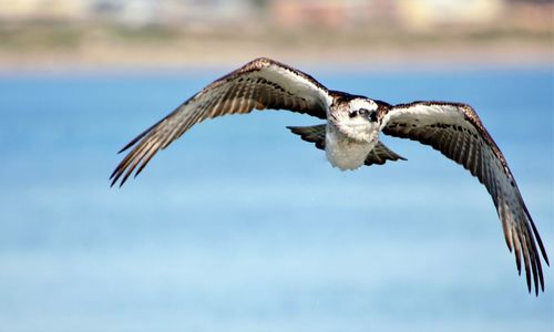 Bird flying in the sky