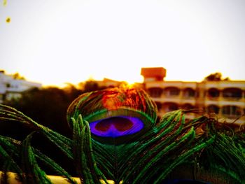 Close-up of peacock against clear sky