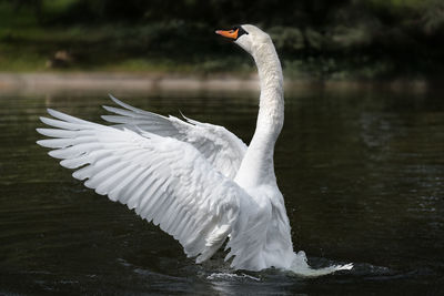 Close-up of swan flying over lake