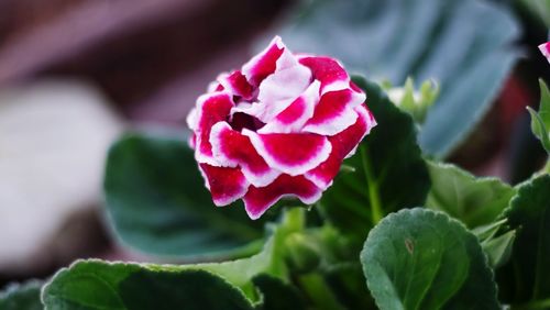 Close-up of pink rose