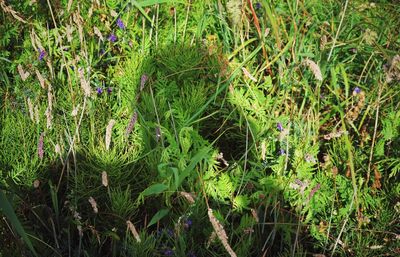 Plants growing on grassy field