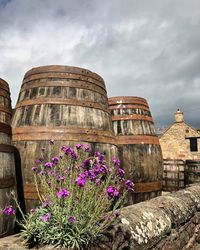 View of flowering plants against cloudy sky