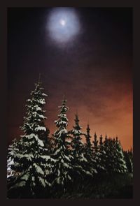 Low angle view of trees against clear sky at night