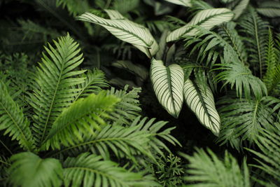 Close-up of leaves