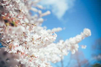 Close-up of cherry blossoms in spring