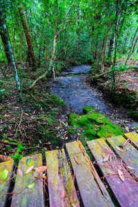 Stream amidst trees in forest