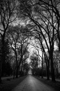 Empty road along trees