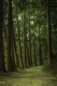 Trees growing in forest