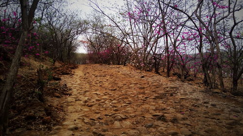 Footpath passing through forest