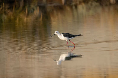 Bird in a lake