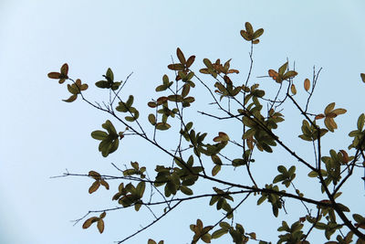 Low angle view of tree against clear sky