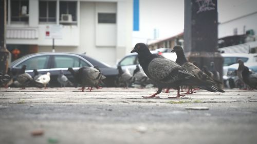 Birds perching on sidewalk