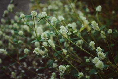 Close-up of flowering plant leaves on land