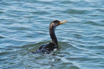 Close-up of duck swimming in lake