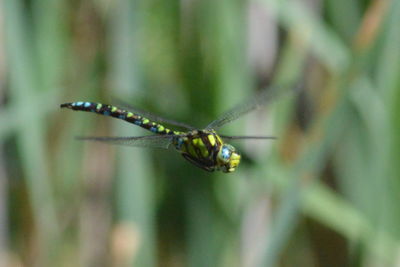 Close-up of insect on plant