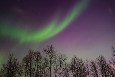 Low angle view of silhouette trees against sky at night