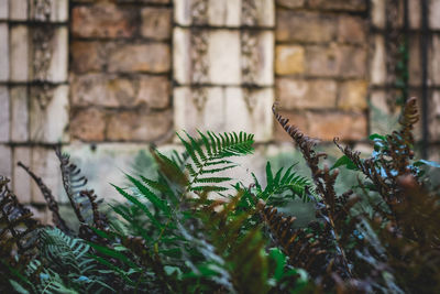 Close-up of plants against wall