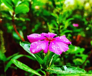 Close-up of wet purple flowering plant