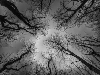 Low angle view of bare trees against sky