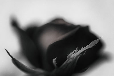 Close-up of plant against white background