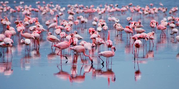 Flamingos in lake