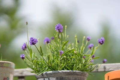 Close-up of purple flowering plants