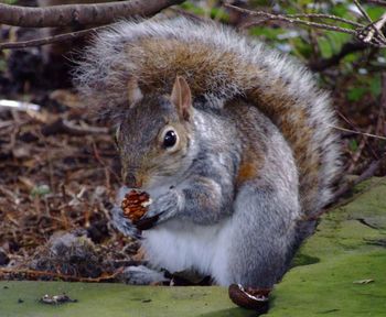 Portrait of squirrel feeding on food