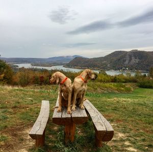 Dogs sitting on a wooden table with beautiful view behind 