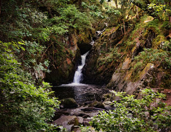 Scenic view of waterfall in forest