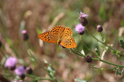 Close-up of butterfly pollinating on flower