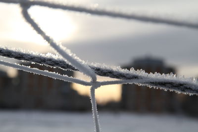Close-up of frost on snow