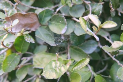 Close-up of plant