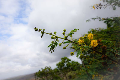 Low angle view of flowers against sky