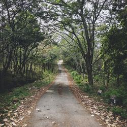 Empty road amidst trees in forest