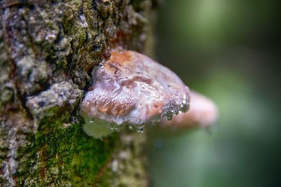 Close-up of mushroom growing in water