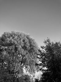 Low angle view of flowering trees against clear sky